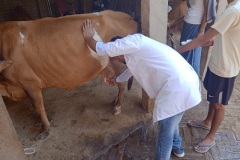 Mastitis-Test