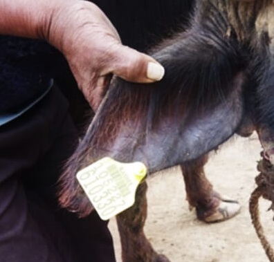 Female Calf Registration